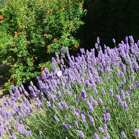 In Above Trasimeno * Magione